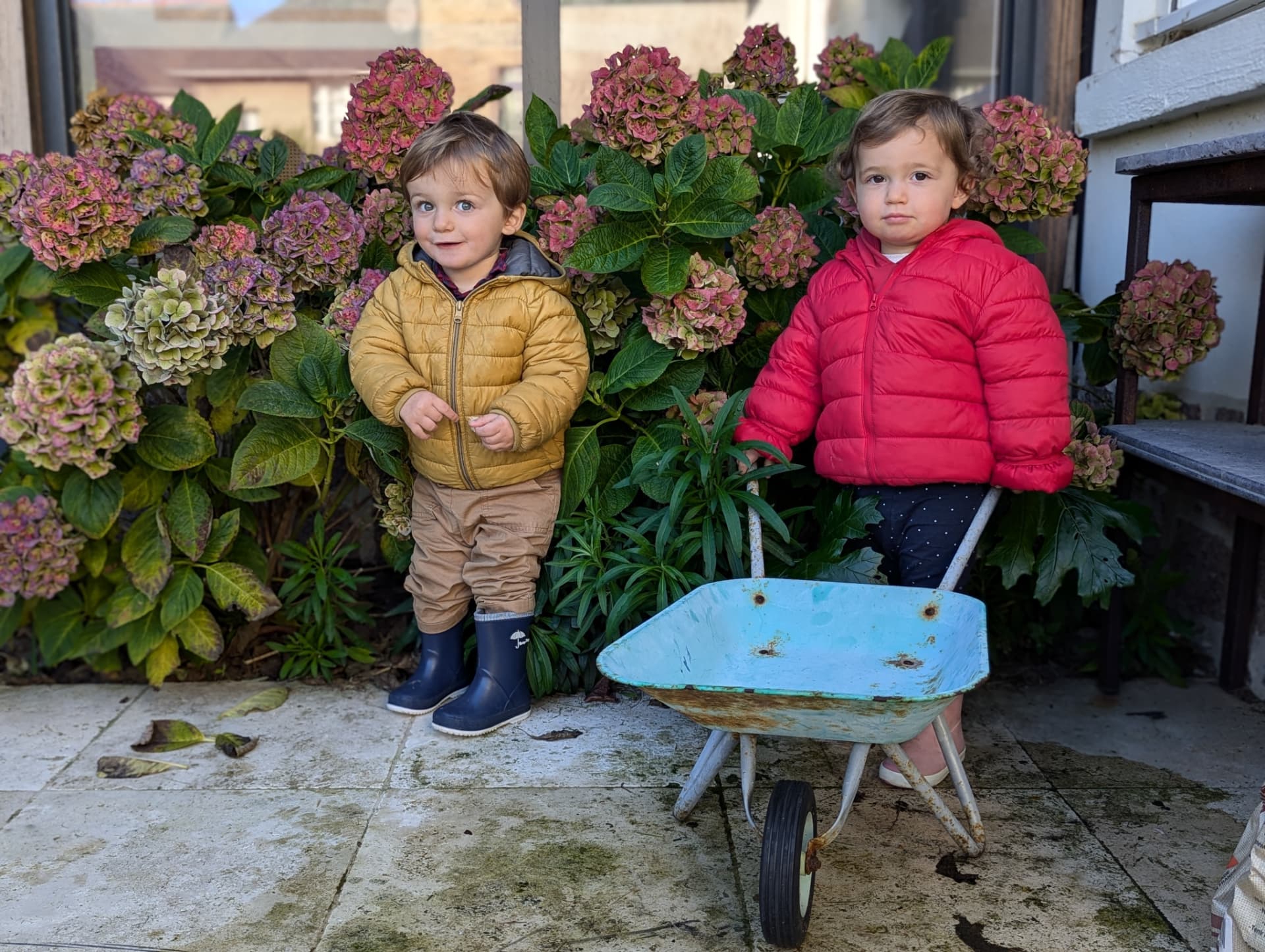 Deux enfants devant les hortensias avec leur brouette